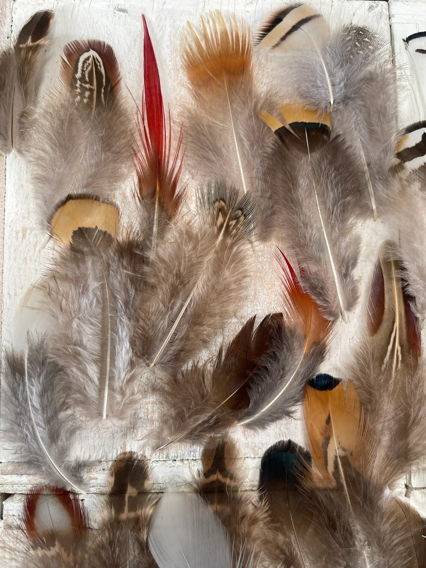 All Natural Feather Assortment,50 Pieces mix  Short1.5-6.5in - Broadmoor Hat Company